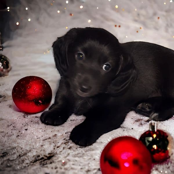 farmhouse-black-christmas-puppy