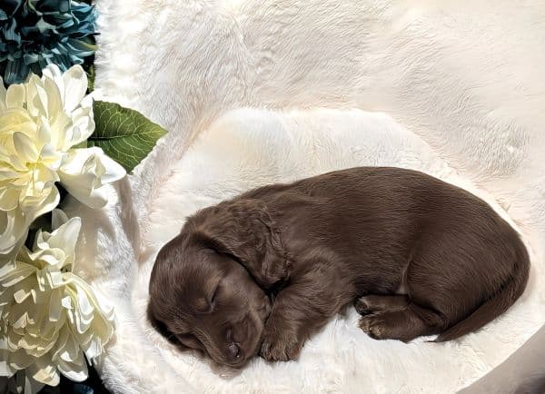 farmhouse-chocolate-newborn