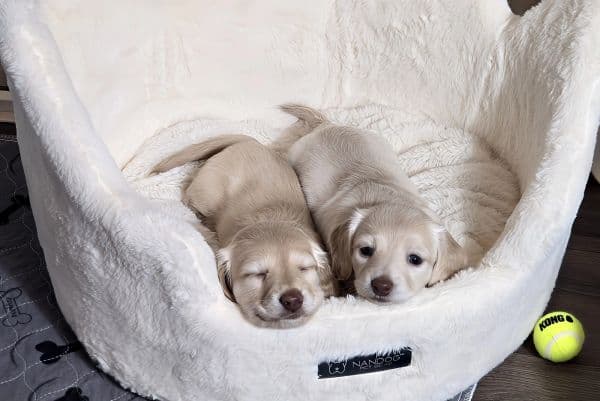 farmhouse-cream-puppy-pair