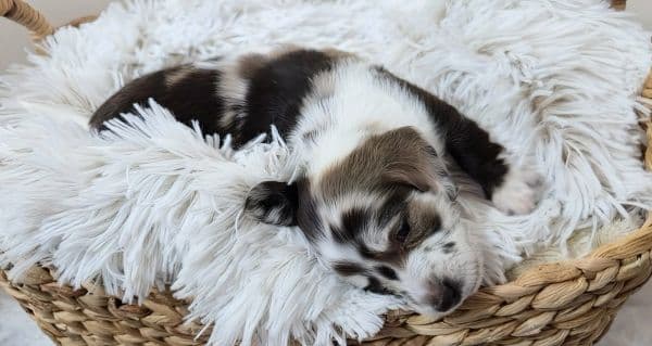 farmhouse-dapple-basket-puppy