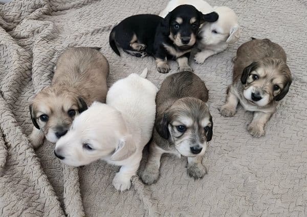 farmhouse-family-litter-group