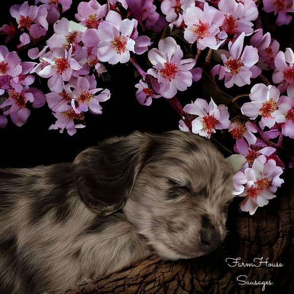 farmhouse-floral-dapple-puppy