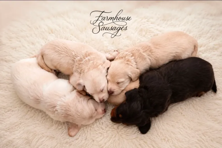 A litter of cream and black and tan longhaired dachshund puppies from Farmhouse Sausages
